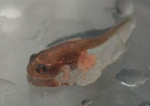 国产蝌蚪网,探索创新与发展的网络新势力 第3张 国产蝌蚪网,探索创新与发展的网络新势力 第3张