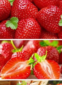 草莓视频国产,本土创新与全球视野的交融 第2张 草莓视频国产,本土创新与全球视野的交融 第2张