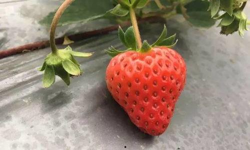 草莓视频国产,本土创新与全球视野的交融 第3张 草莓视频国产,本土创新与全球视野的交融 第3张